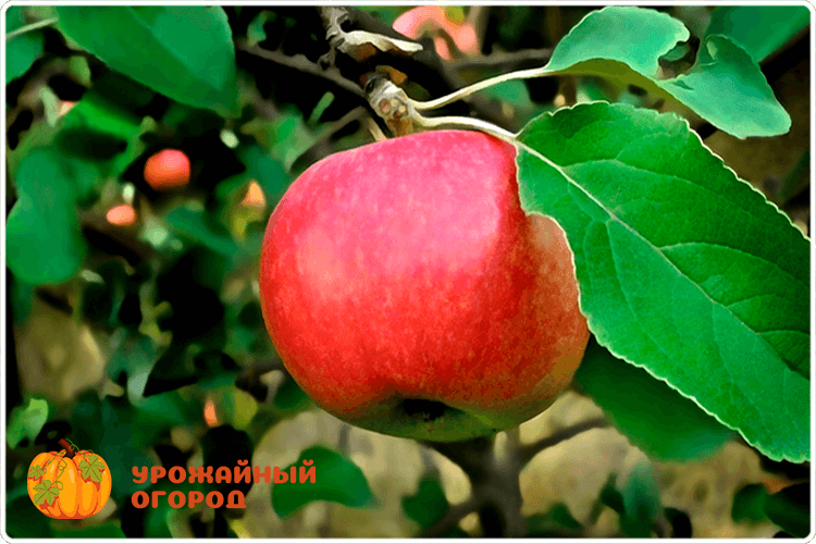 плоды яблони