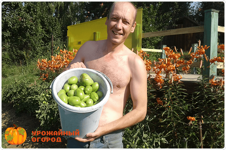 буянов олег урожай томатов